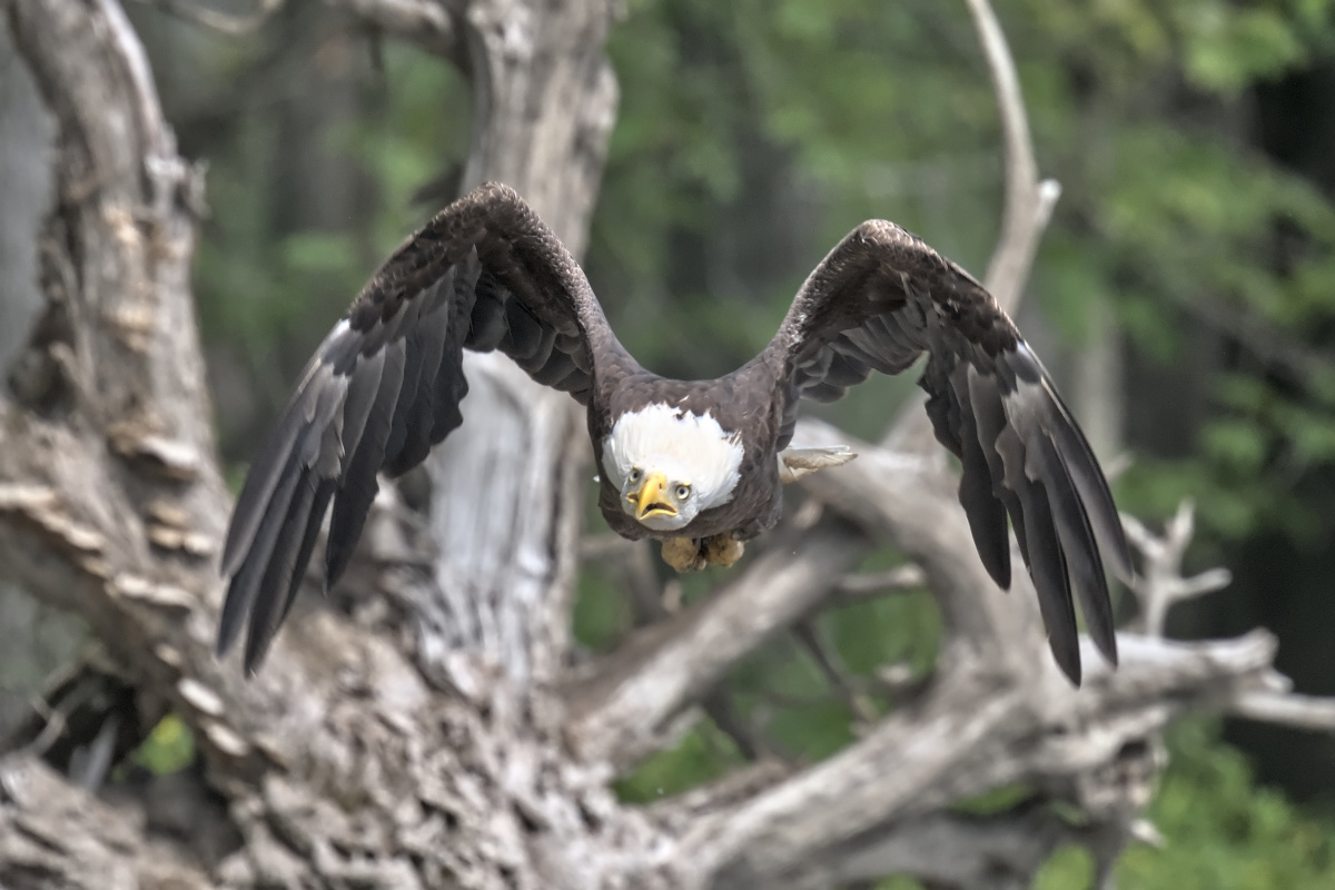 Leaving the Nest at Stockport Middle Ground 19