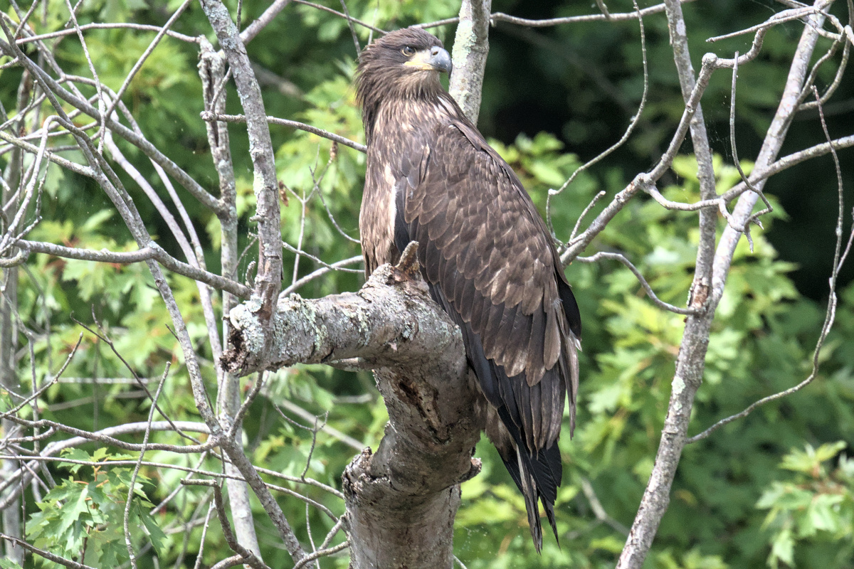 Leaving the Nest at Stockport Middle Ground 20