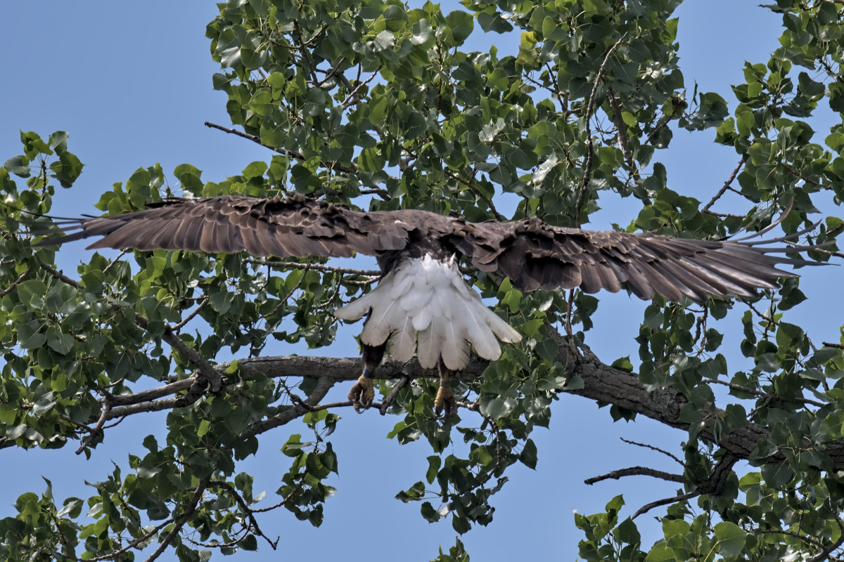 Leaving the Nest at Stockport Middle Ground 21