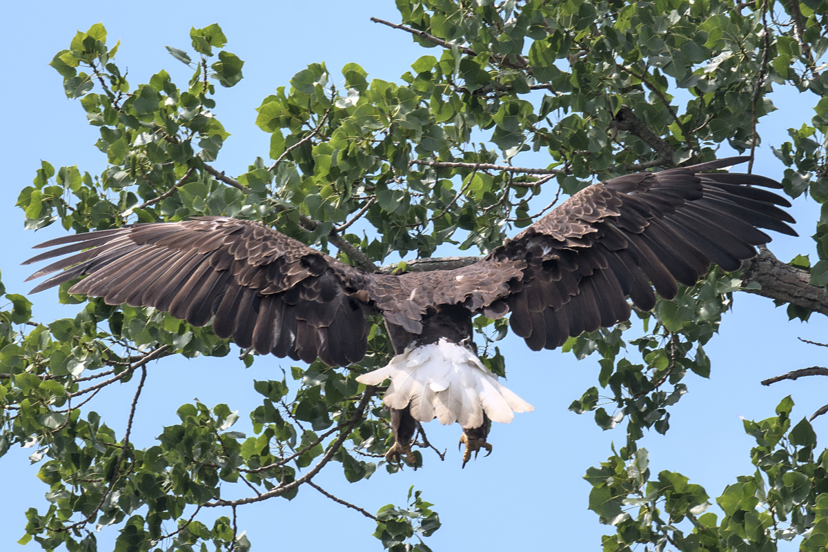 Leaving the Nest at Stockport Middle Ground 22