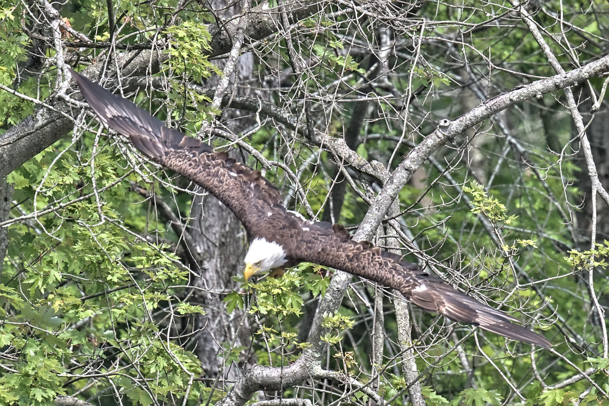 Leaving the Nest at Stockport Middle Ground 23