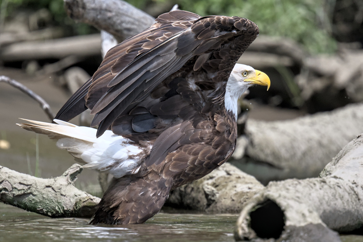 Leaving the Nest at Stockport Middle Ground 26