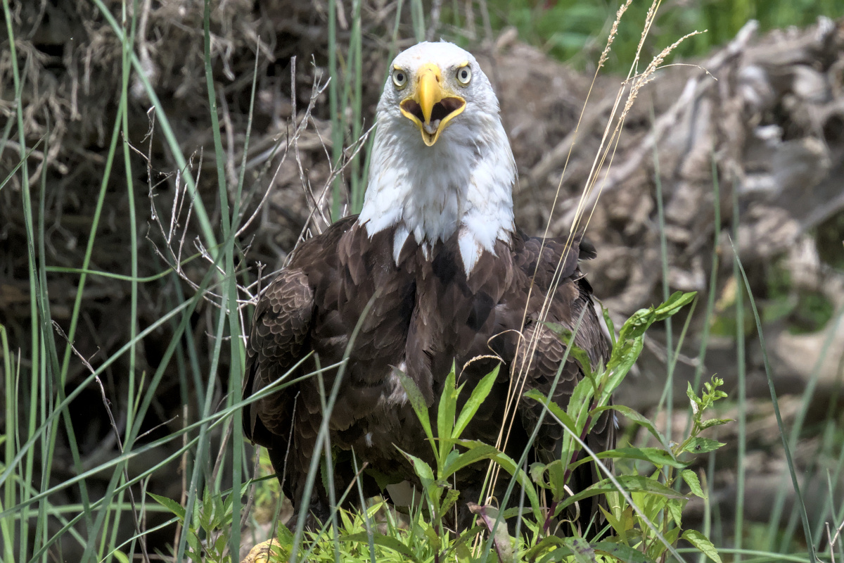 Leaving the Nest at Stockport Middle Ground 27