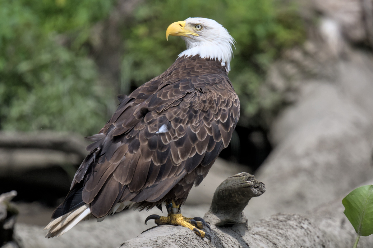 Leaving the Nest at Stockport Middle Ground 29