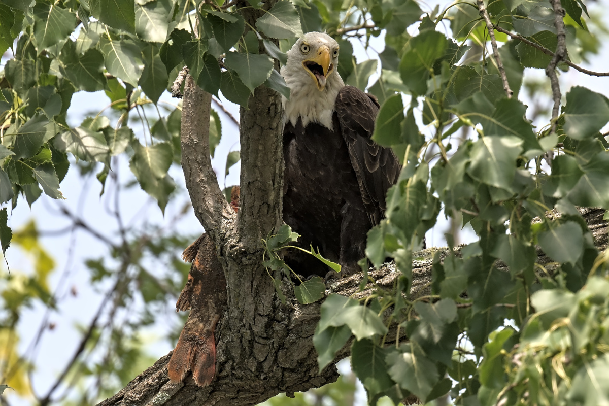 Leaving the Nest at Stockport Middle Ground 30