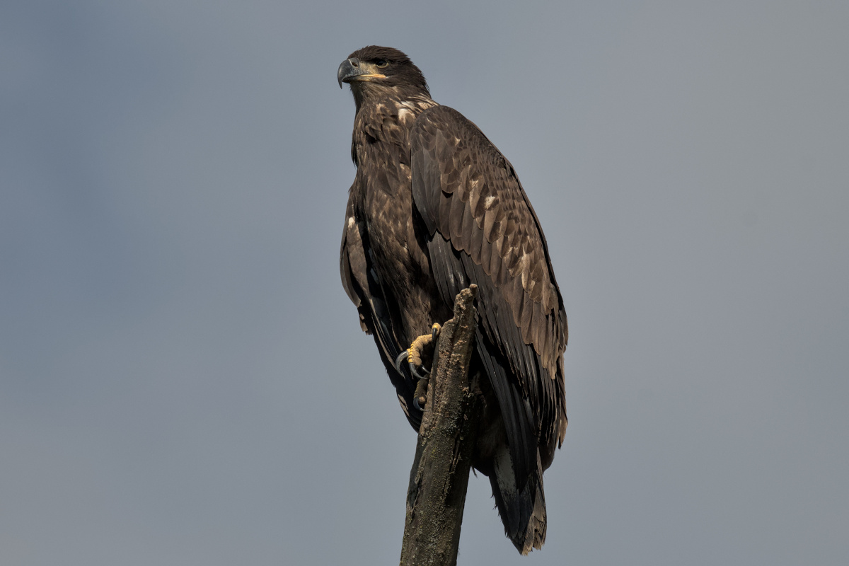 Leaving the Nest at Stockport Middle Ground 31