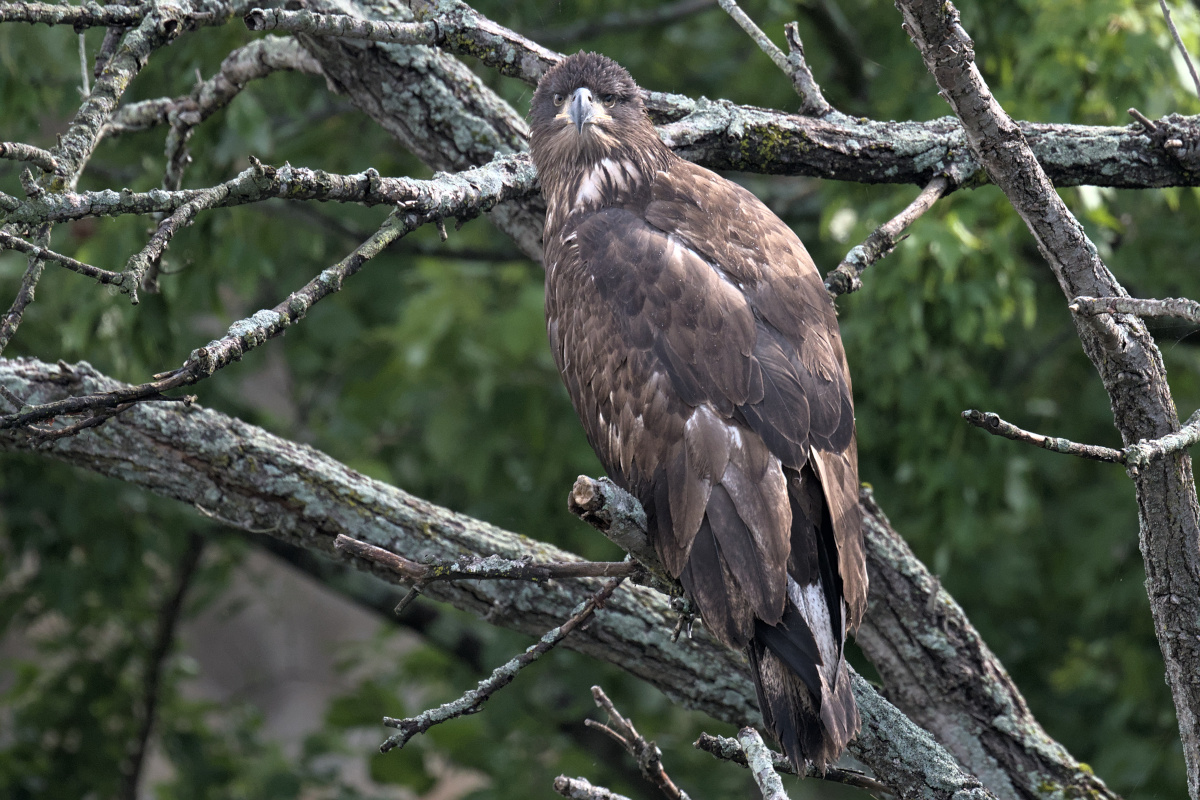 Leaving the Nest at Stockport Middle Ground 33