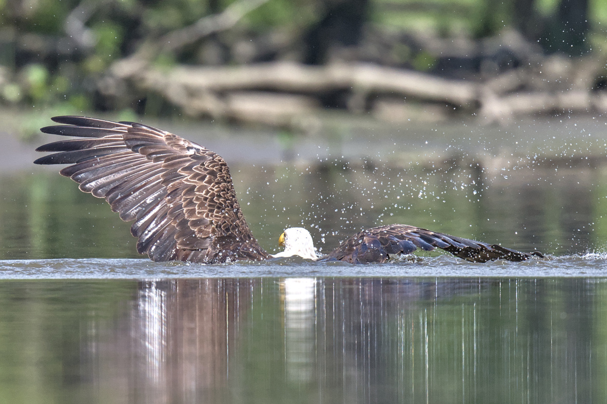 Leaving the Nest at Stockport Middle Ground 34