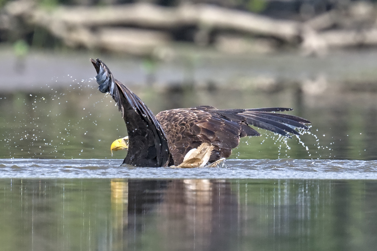 Leaving the Nest at Stockport Middle Ground 35