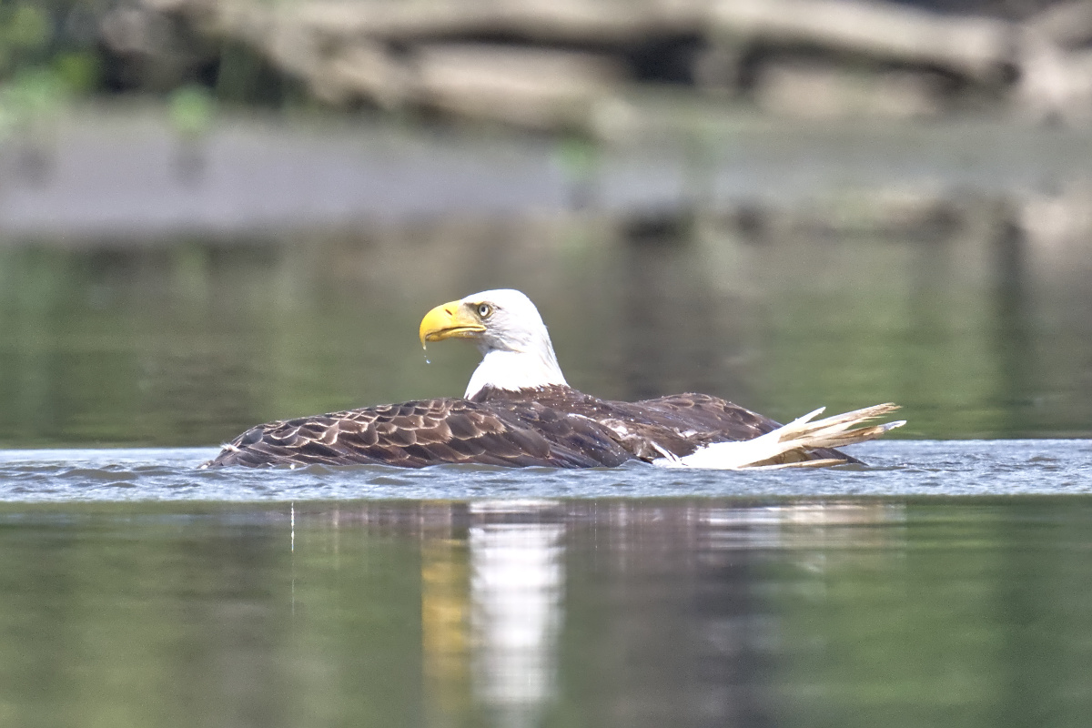 Leaving the Nest at Stockport Middle Ground 36
