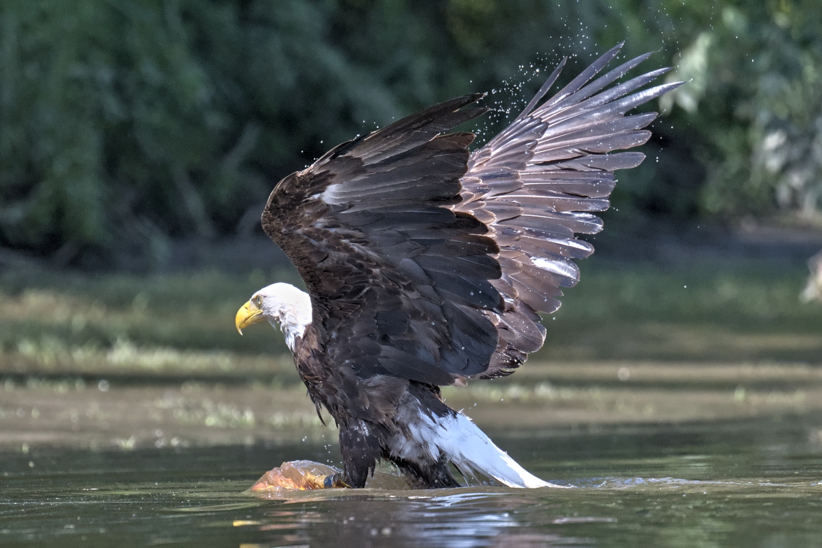 Leaving the Nest at Stockport Middle Ground 37