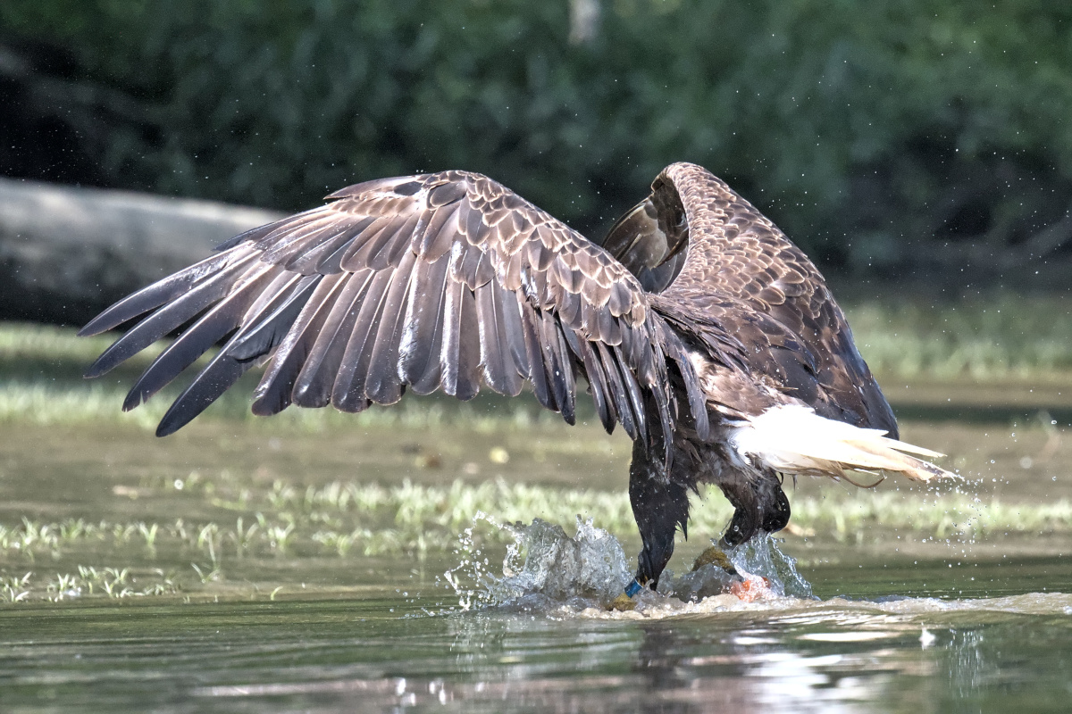 Leaving the Nest at Stockport Middle Ground 38