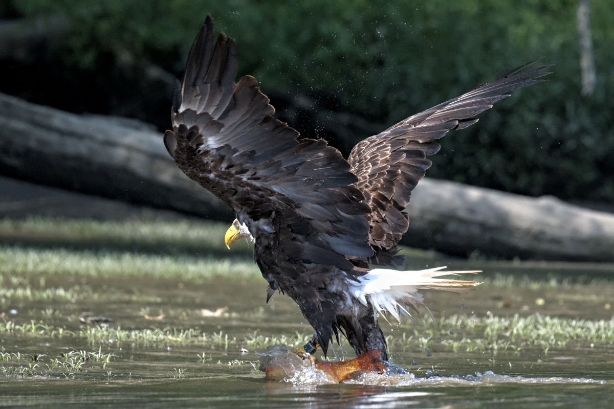 Leaving the Nest at Stockport Middle Ground 39