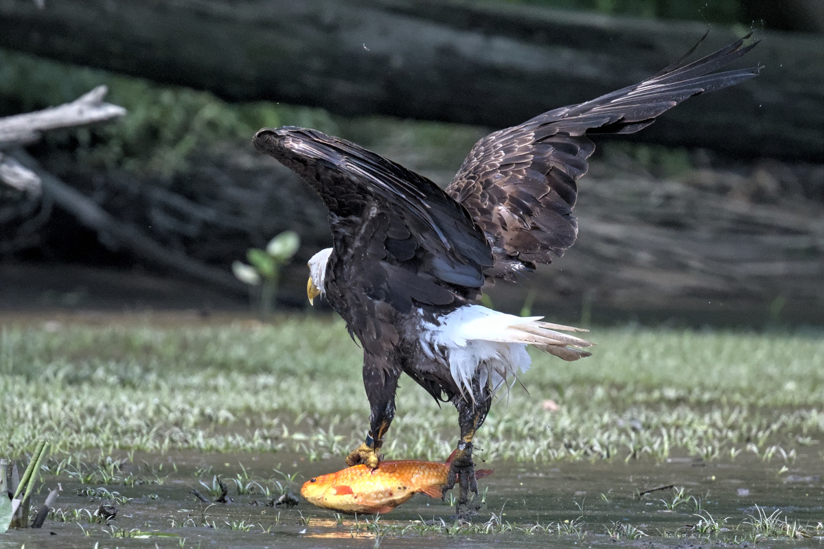 Leaving the Nest at Stockport Middle Ground 40