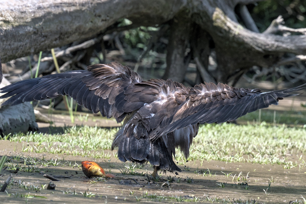 Leaving the Nest at Stockport Middle Ground 50