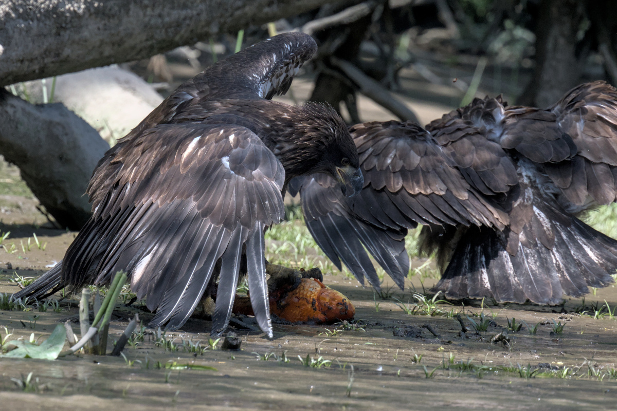 Leaving the Nest at Stockport Middle Ground 51