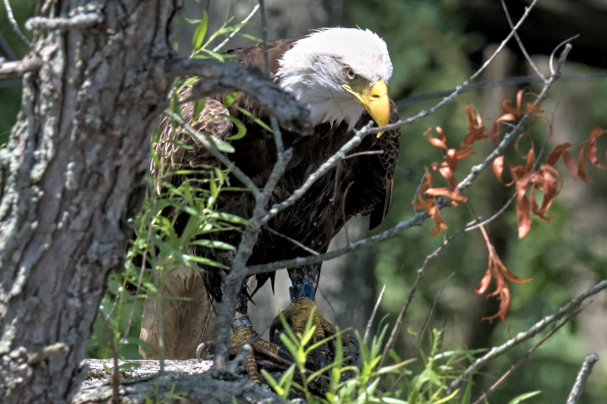 Leaving the Nest at Stockport Middle Ground 52