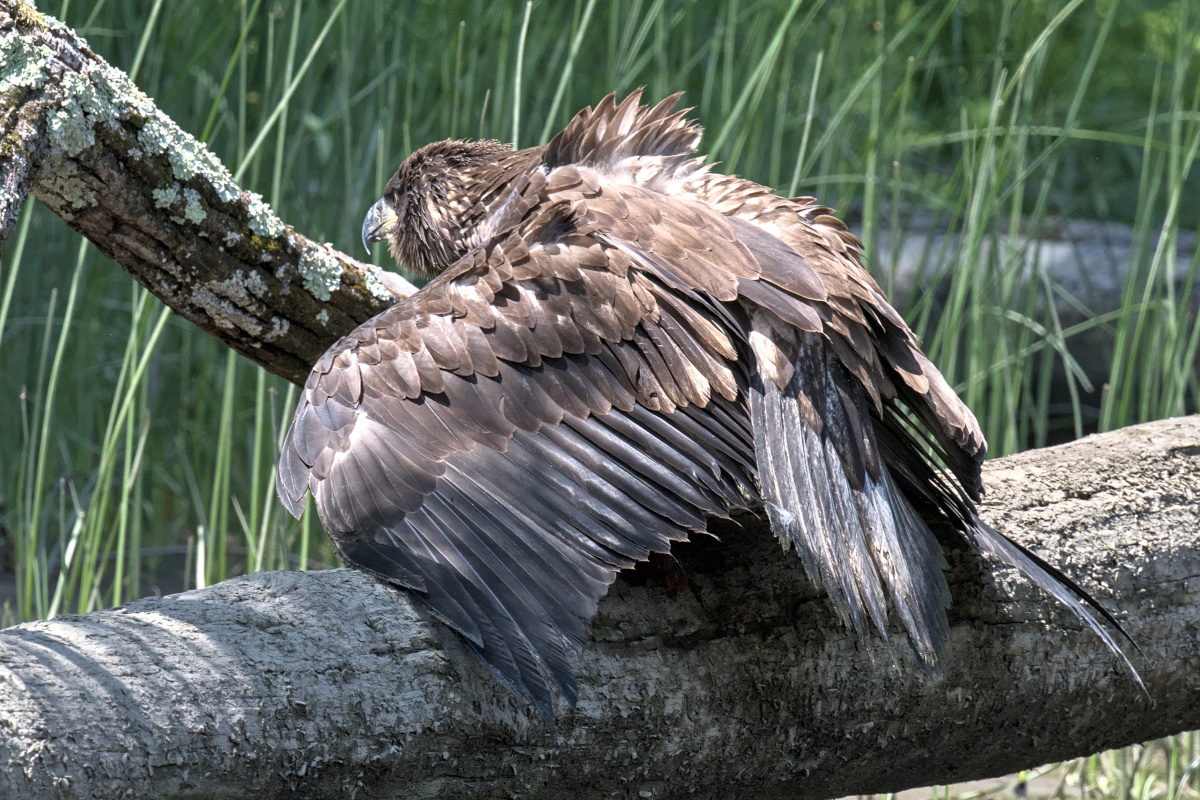Leaving the Nest at Stockport Middle Ground 53