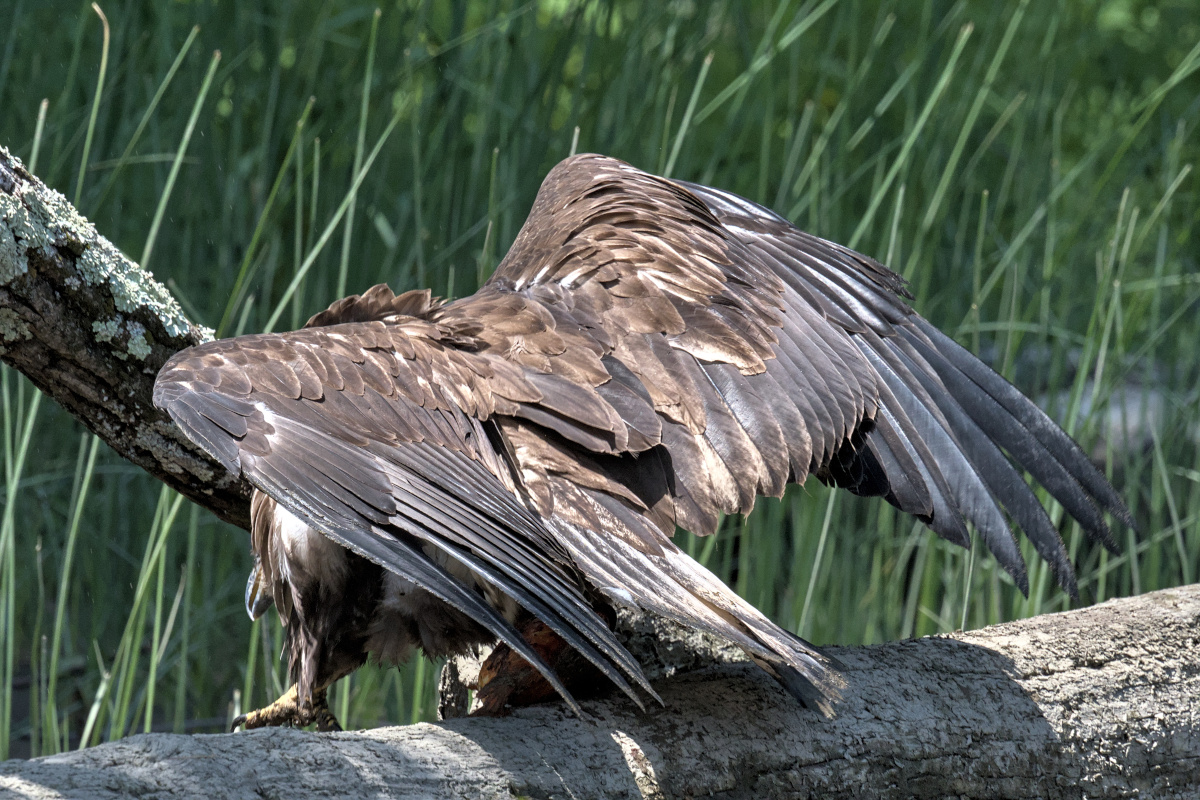 Leaving the Nest at Stockport Middle Ground 54