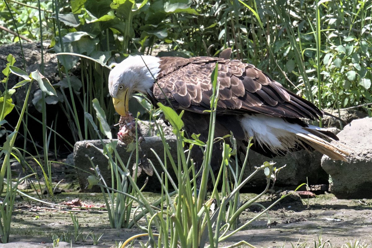Leaving the Nest at Stockport Middle Ground 55
