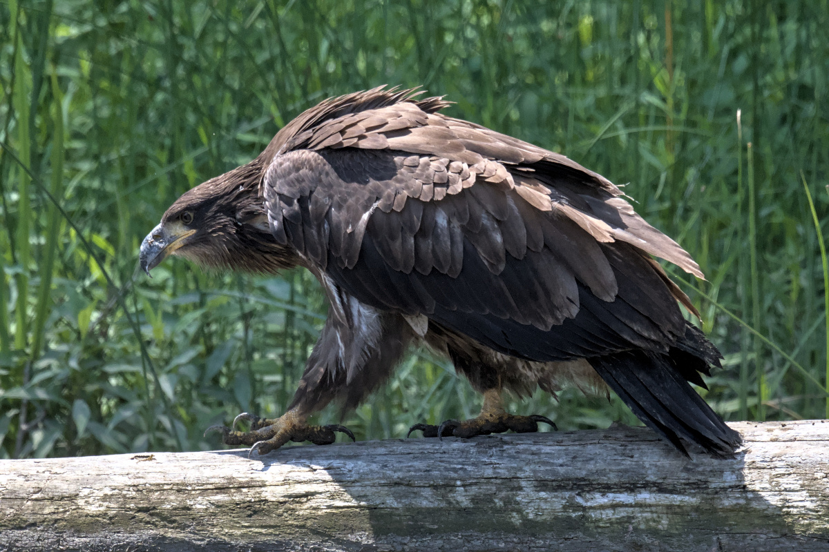 Leaving the Nest at Stockport Middle Ground 56