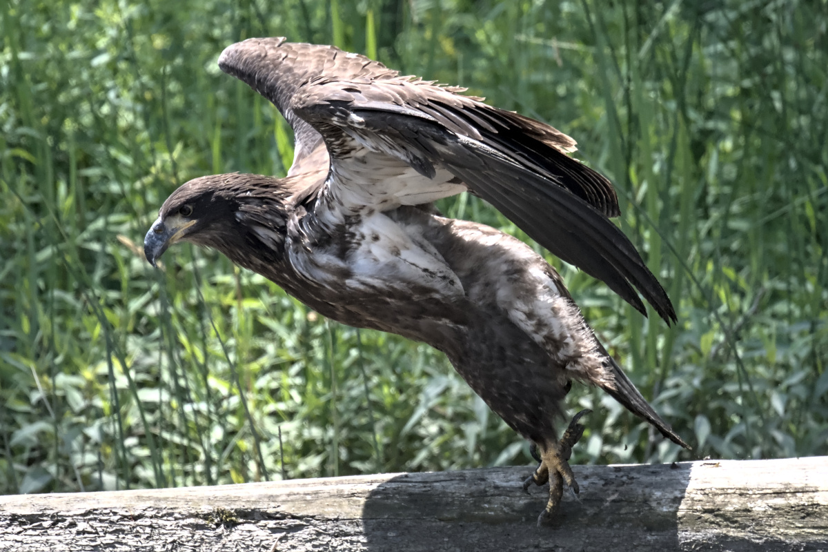 Leaving the Nest at Stockport Middle Ground 57