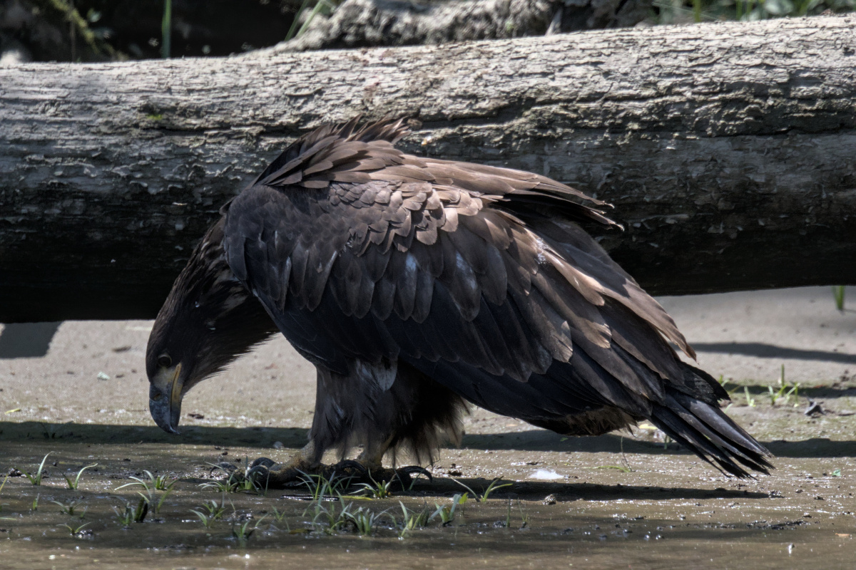 Leaving the Nest at Stockport Middle Ground 58