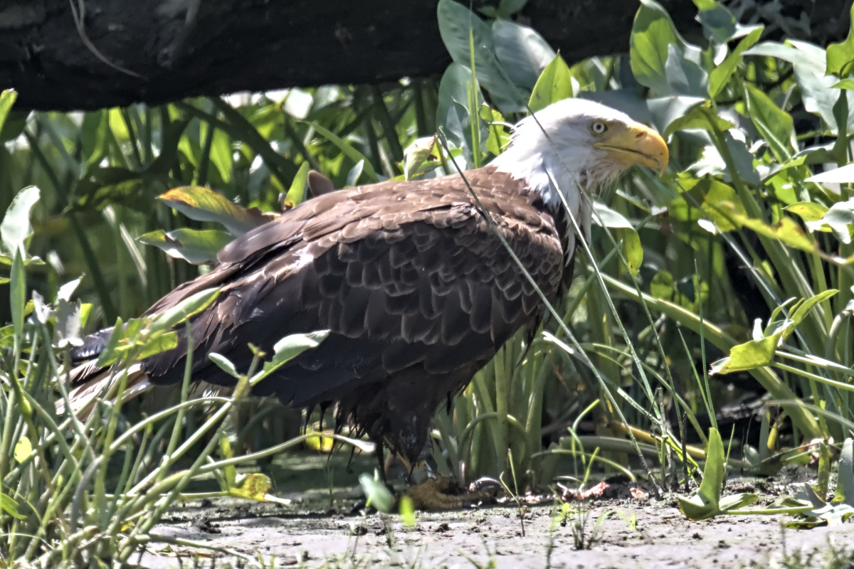 Leaving the Nest at Stockport Middle Ground 60