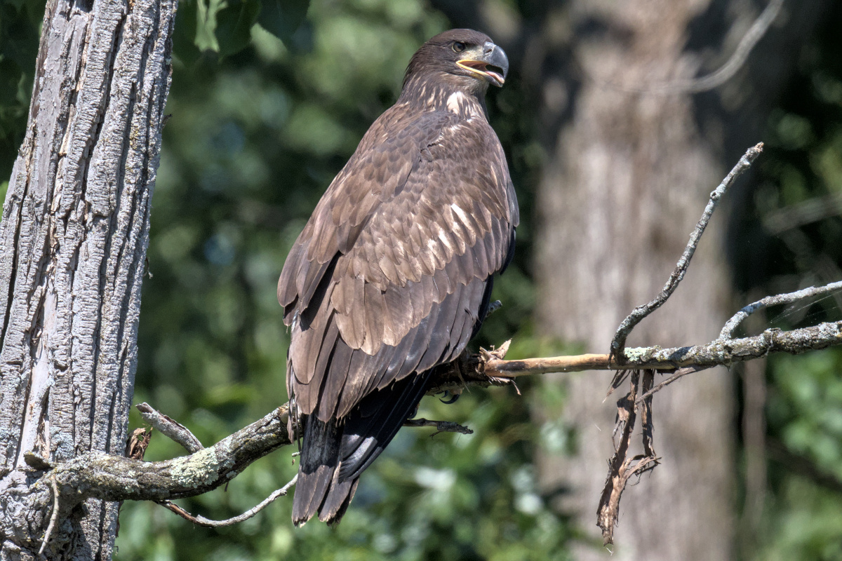 Leaving the Nest at Stockport Middle Ground 61