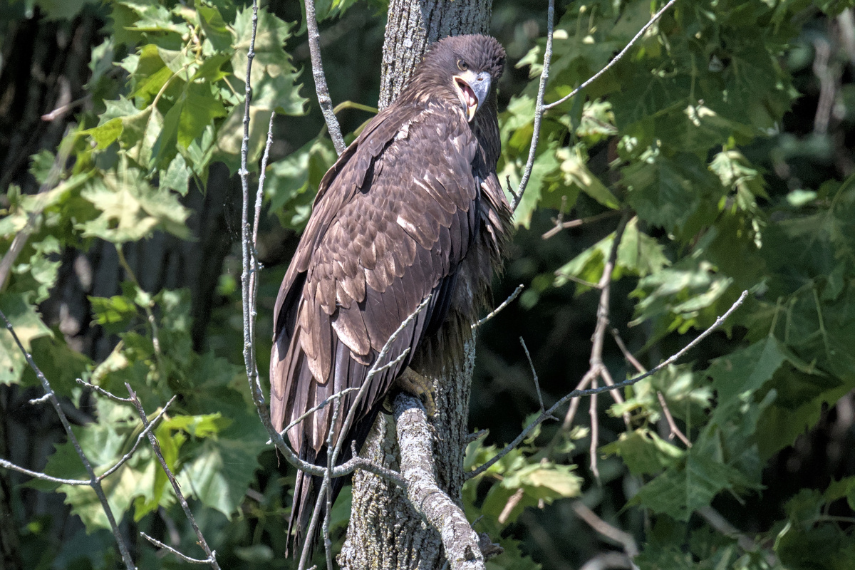 Leaving the Nest at Stockport Middle Ground 62