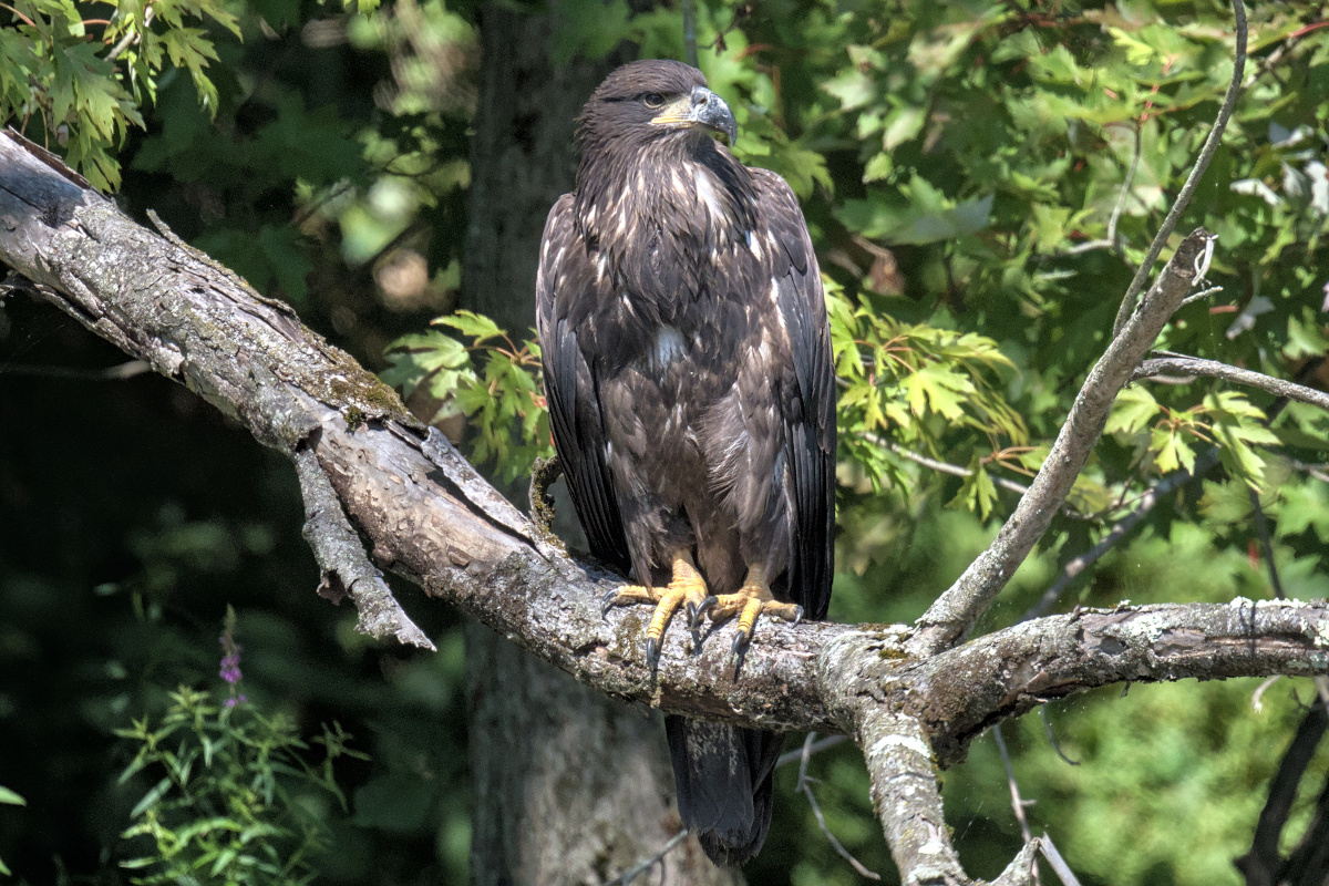 Leaving the Nest at Stockport Middle Ground 63