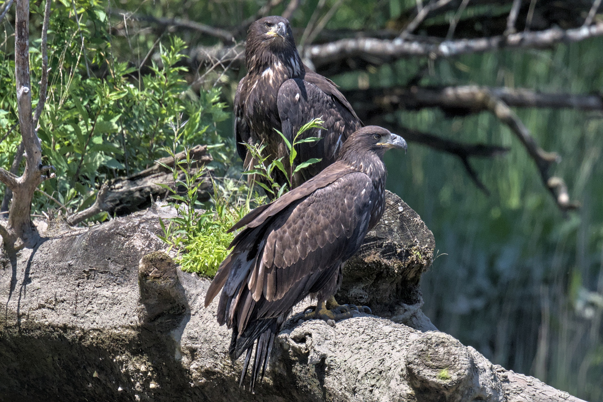 Leaving the Nest at Stockport Middle Ground 65