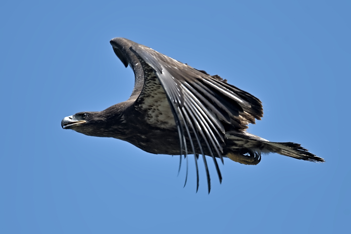 Leaving the Nest at Stockport Middle Ground 66