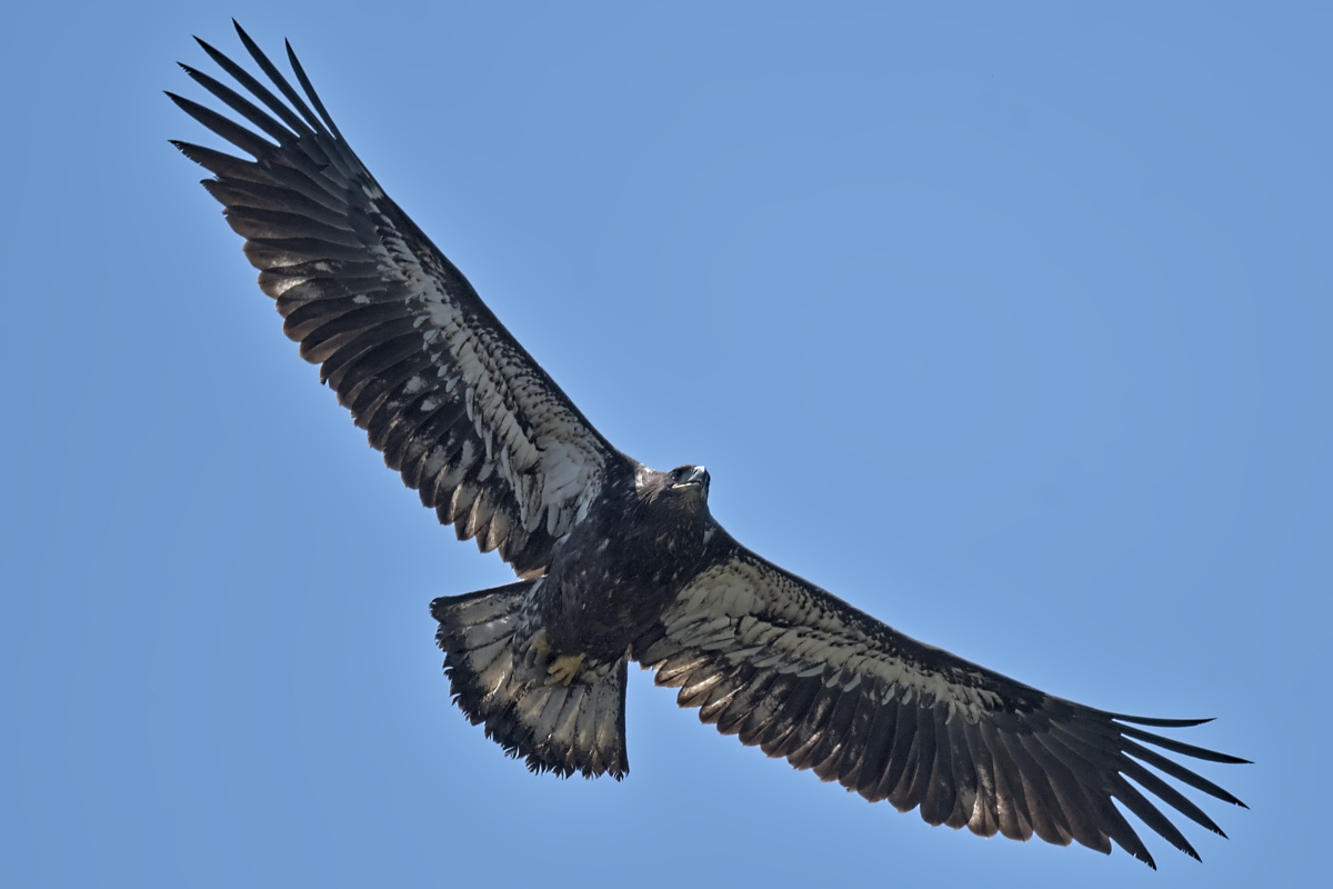 Leaving the Nest at Stockport Middle Ground 67
