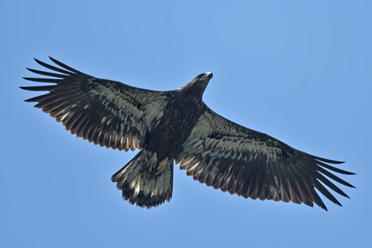 Leaving the Nest at Stockport Middle Ground 68