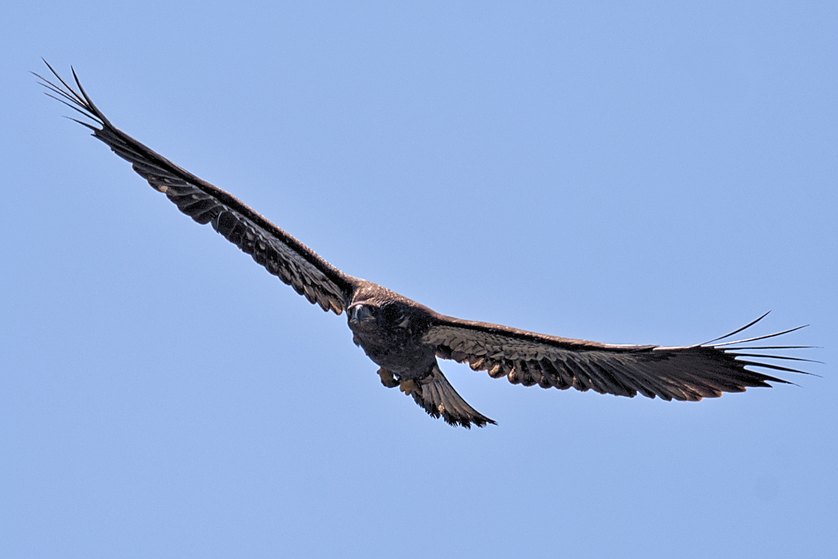 Leaving the Nest at Stockport Middle Ground 70