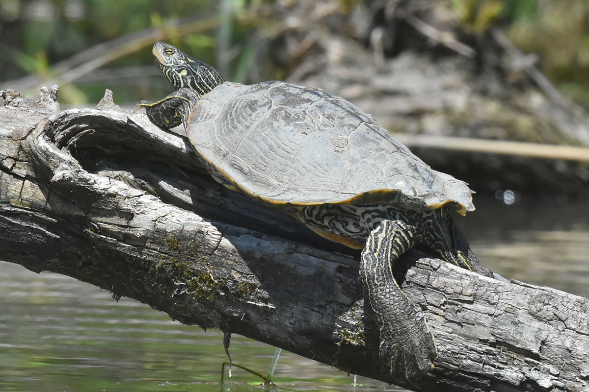 South Lake Champlain 05