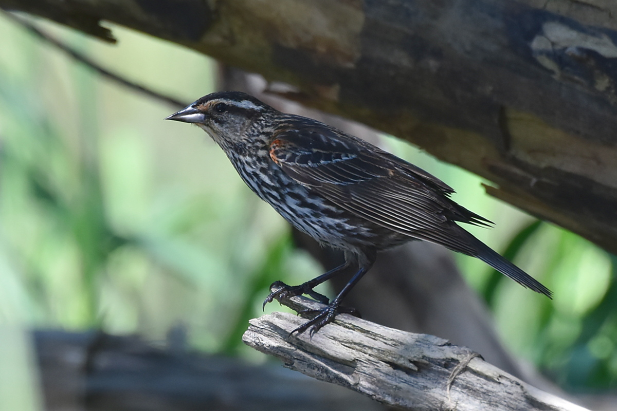 South Lake Champlain 06