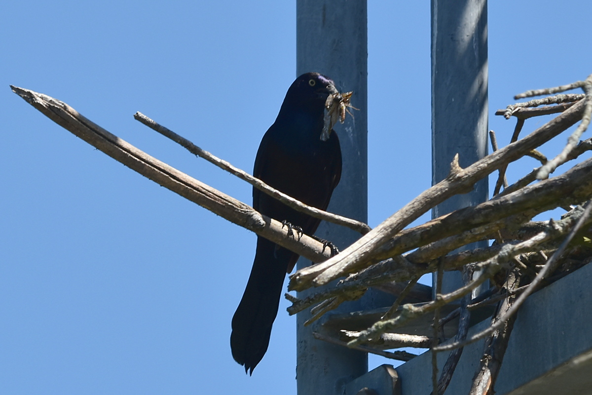 South Lake Champlain 08