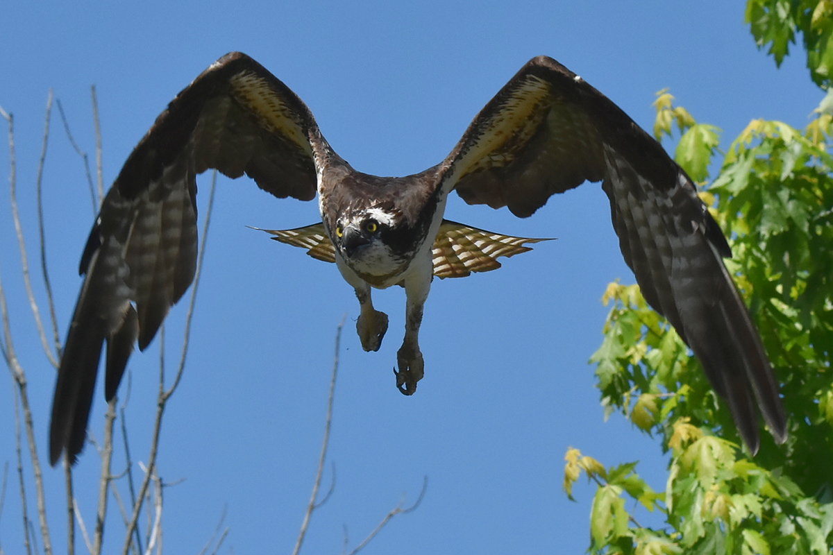 South Lake Champlain 10