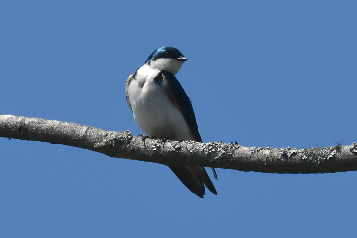 South Lake Champlain 11