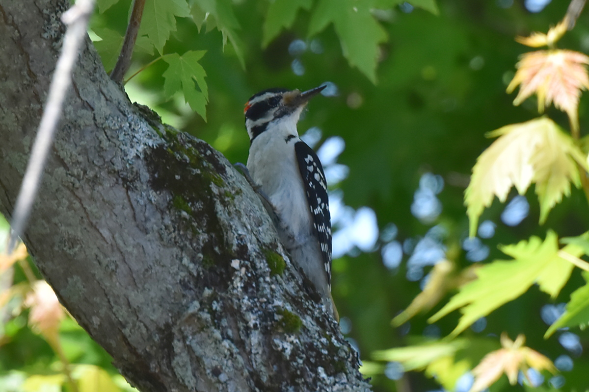 South Lake Champlain 12