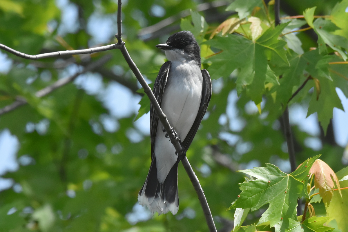South Lake Champlain 13