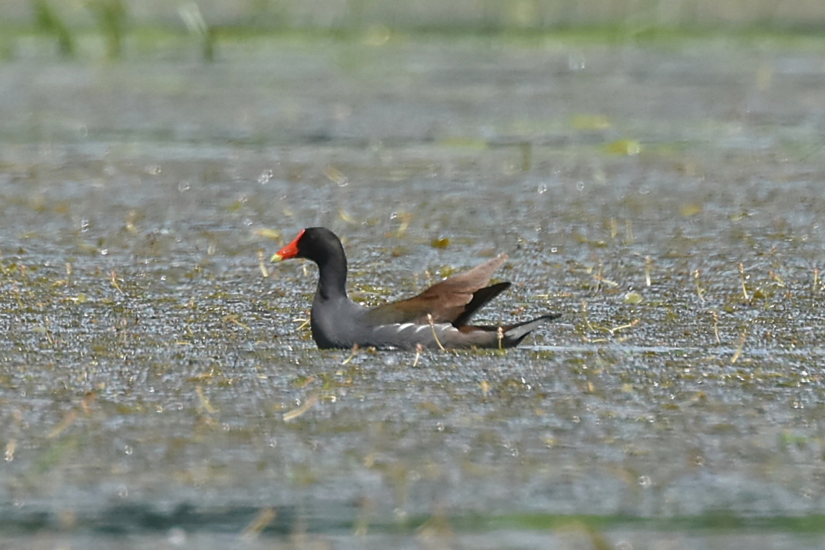 South Lake Champlain 14