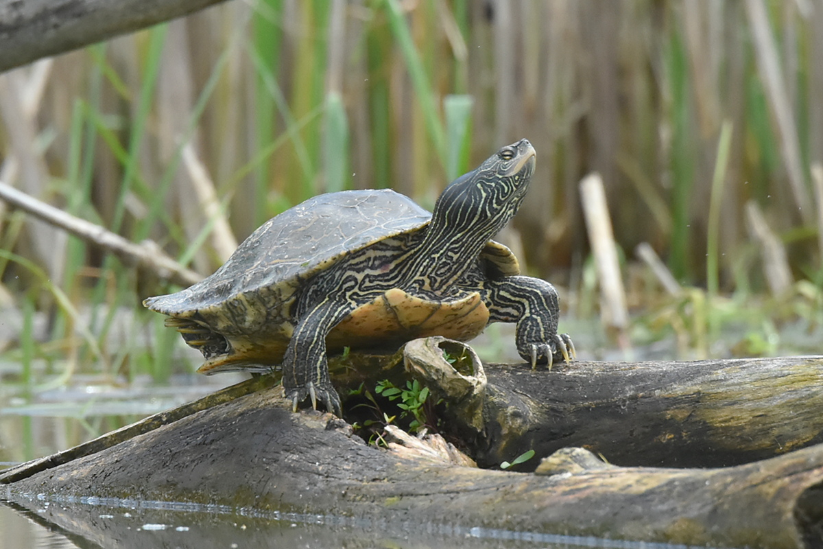 South Lake Champlain 16