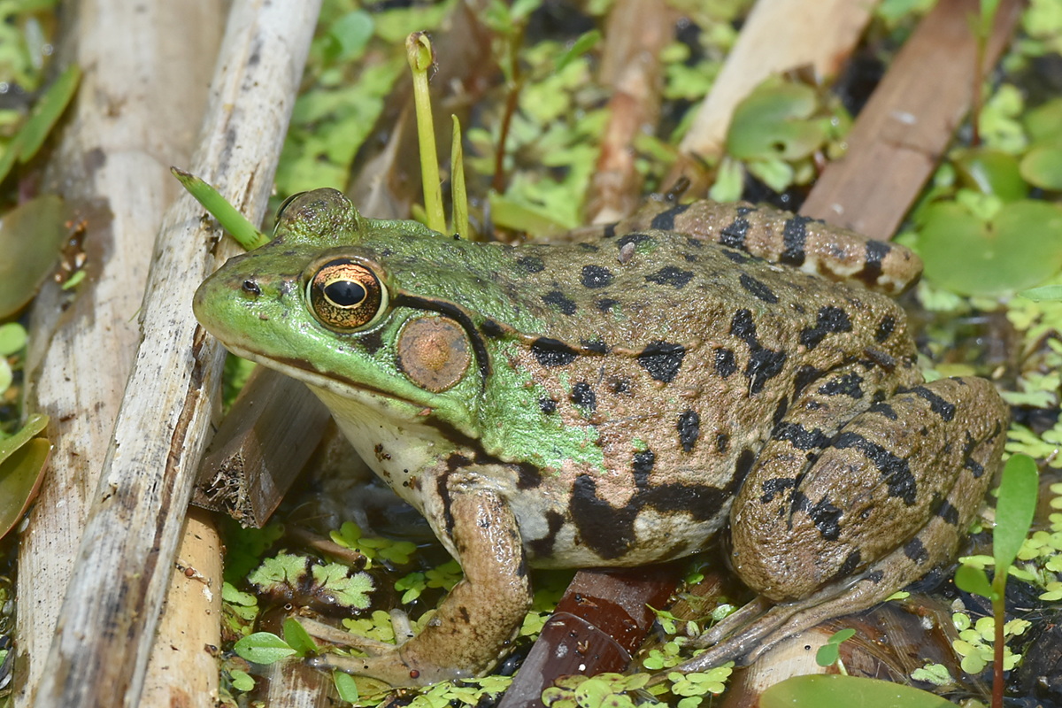 South Lake Champlain 17
