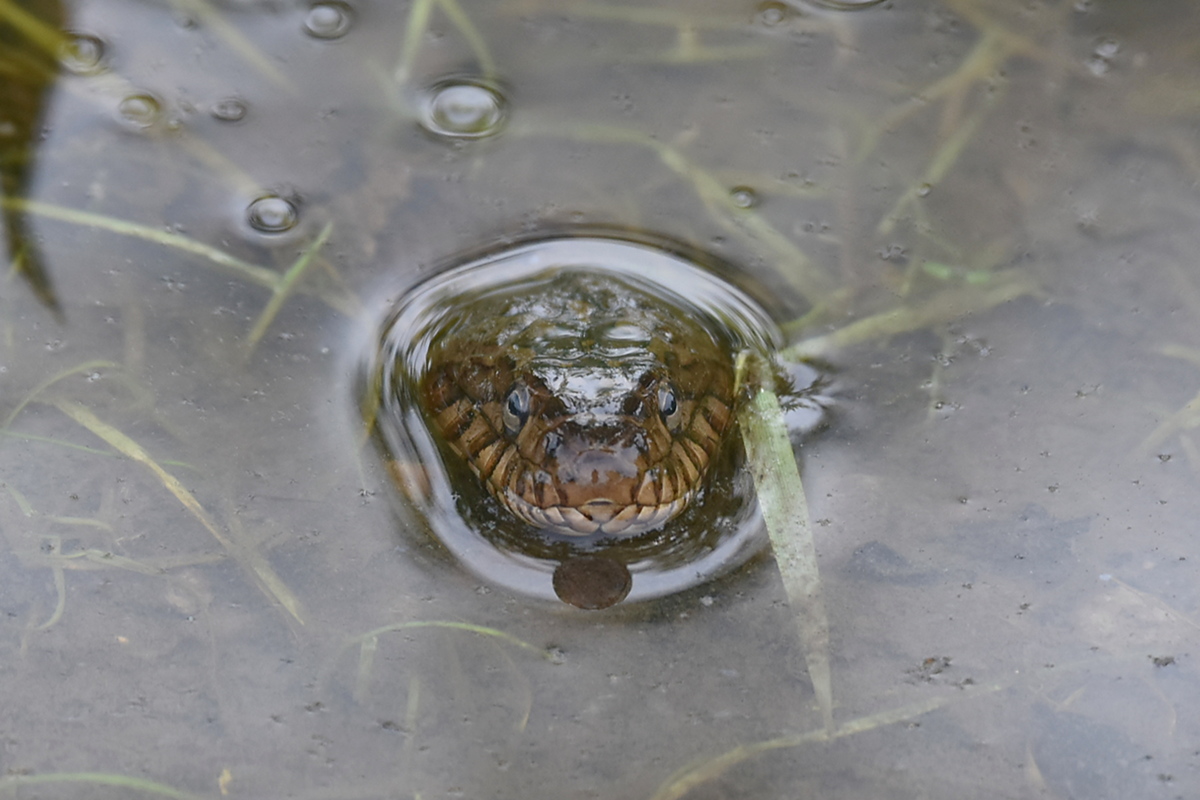 South Lake Champlain 19