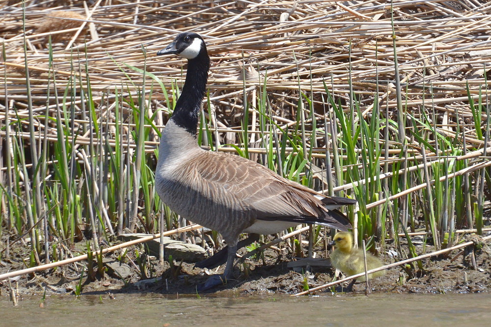 Hudson River (Spring Activity) 01