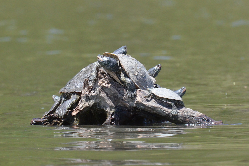 Hudson River (Spring Activity) 02