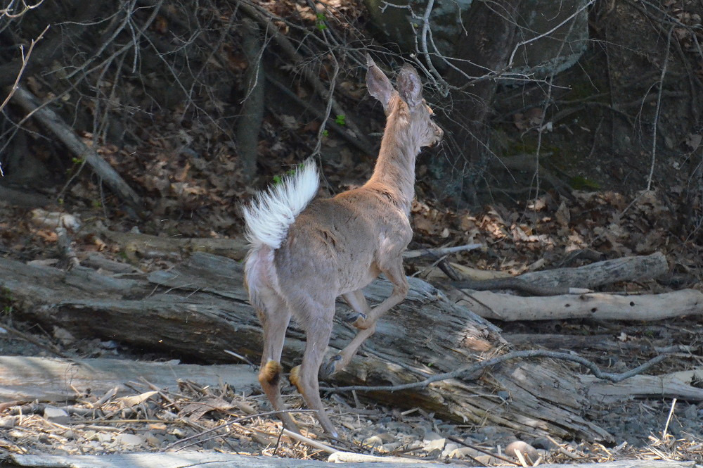 Hudson River (Spring Activity) 03